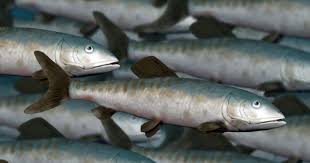 Image result for Leptaulus