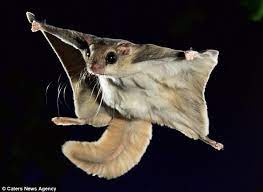Flying Squirrel Flying Squirrel Japanese Dwarf Flying Squirrel Flying Squirrel Pet