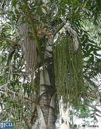 Image result for Caryota urens