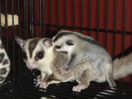 Sugar Glider For Sale In Texas Classifieds Buy And Sell In Texas Americanlisted