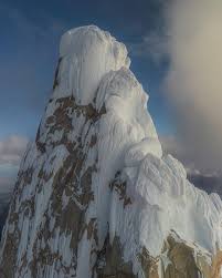 Image result for Memecylon torrei