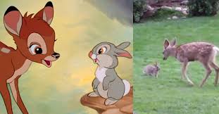Dessin animer disney sur u. Bambi Et Panpan Le Lapin Dans La Vraie Vie C Est Possible
