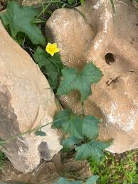 Image result for Eureiandra leucantha