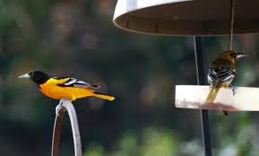 You can also attract orioles up close by offering oriole nectar, jelly, and fruit on feeders by the house and patio. Out My Backdoor Baltimore Orioles In Winter Department Of Natural Resources Division