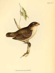 Birds Of Eastern Washington Book Darwin S Finches By Elizabeth Gould Darwin Vintage Drawing Finch