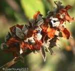 Image result for Rhynchosia hirta