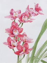 Original Watercolor Painting Of A Pink Cymbidium Orchid Flower Etsy In 2021 Orchid Drawing Pink Watercolor Flower Flower Art