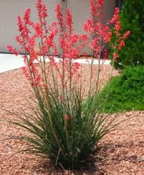 Trees and flowering perennials go dormant or die back altogether at the first hard. Flowering Shrubs Summer Color That Beats The Heat Premier Nursery