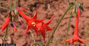 Image result for Geigeria filifolia