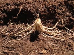 Distribution:asparagus officinalis is native to most of europe, northern africa and western asia, found in all of north america. How To Grow Asparagus 5 Steps With Pictures Instructables