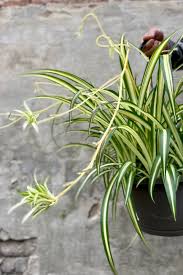 Image result for Chlorophytum africanum