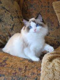 Ragdolls Ragdoll Essex Ontario Cats Kittens Southwestern Ontario Windsor Toronto Michigan Ragdoll Kittens Ragdoll Bre Ragdoll Cat Ragdoll Kitten Cats