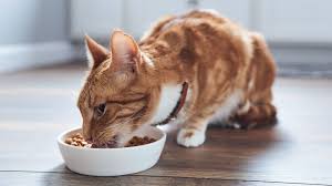 Cat Food Recall 2019 Nestle Recalls Cat Food Because It Contains Rubber