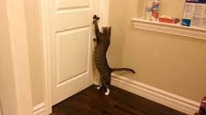 Clever Cats Opening Doors Youtube