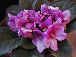 If your christmas cactus is bombarded with bright, hot. African Violets Care And Feeding How To Grow Healthy African Violets