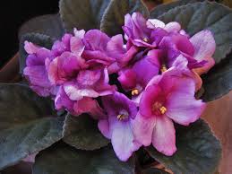 We did not find results for: African Violets Care And Feeding How To Grow Healthy African Violets