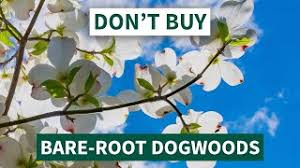 Check spelling or type a new query. Dogwood Tree How To Care For The Beautiful Flowering Dogwood