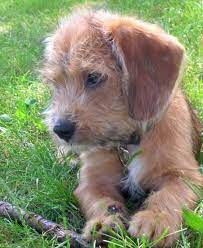 Though, these dogs often pick up the bad traits of its parents, like the stubborn behavior of the dachshund. Wirehaired Dachshund Beagle I Think This Is Probably What Webster Looked Like As A Puppy Pitbull Terrier Pitbull Terrier Puppies American Pitbull Terrier