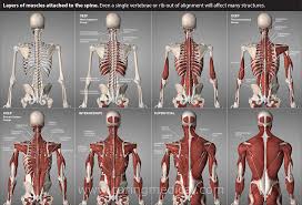 Intermediate back muscles and c. Why Physical Therapy And Yoga Did Not Help Your Low Back Pain Caring Medical Florida