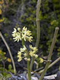 Image result for Cynanchum viminale