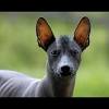 Find xoloitzcuintli puppies and breeders in your area and helpful xoloitzcuintli information. Https Encrypted Tbn0 Gstatic Com Images Q Tbn And9gcswgsylz9v 4azur 6fftc7snjesa8gtopiauugdwynlg Yvx14 Usqp Cau