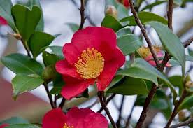Camellia X Vernalis Yuletide Camellia Yuletide Yuletide Camellia Camellia Sasanqua Yuletide Fall B Yuletide Camellia Winter Flowers Christmas Plants