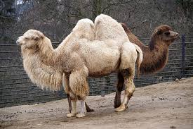 Search, discover and share your favorite leg humping gifs. Page 2 Royalty Free Humping Photos Free Download Pxfuel