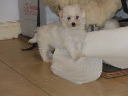 Contact nashville bichon fris� breeders near you using our free bichon fris� breeder search tool below! Bichon Frise Dogs Sale Ireland 2021 Bichon Frise Puppies Buy Buy Bichon Frise Breeders Bichon Frise Dogs Breed Bichon Frise Dogs For Adoption