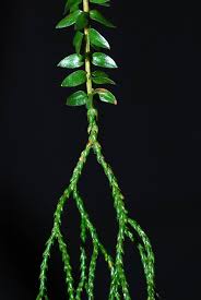 Image result for Huperzia afromontana