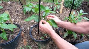 Peppers grow best when the two side by side pepper plant leaves are touching each other. Pruning Staking Mulching Fertilizing Young Peppers Get Them Ready To Produce Youtube