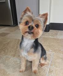 Check spelling or type a new query. Yorkshire Terrier Male Haircuts Online