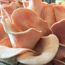 Free for commercial use no attribution required high quality images. Pink Oyster Mushroom Pleurotus Salmoneostramineus Sawdust Spawn For Organic Growing Acc To Regu 14 20