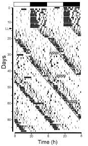 Create a jpeg with many artifacts. Circadian And Dark Pulse Activation Of Orexin Hypocretin Neurons Molecular Brain Full Text