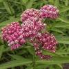 Tropical milkweed silky deep red perennial plants. Https Encrypted Tbn0 Gstatic Com Images Q Tbn And9gcsi0b4e8znwyxqlpipolmqmkoegsvm Niokw5i3ec6v 1d1mdui Usqp Cau
