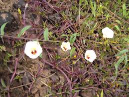 Image result for Xenostegia tridentata