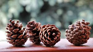 And the pinecone wreath with a touch of christmas greenery lends a classic air to your front door. 7 Beautiful Things To Make Out Of Pine Cones For Unique Home Decor