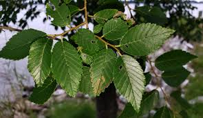 Image result for Stigmella ulmariae