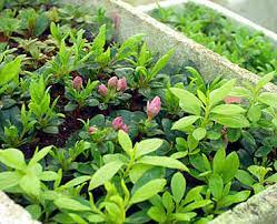 Propagate rhododendron cuttings as a hardwood. Propagating And Grafting Of Rhododendrons And Azaleas