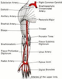 Check spelling or type a new query. Important Seqs Of Upper Limb Educational Blog