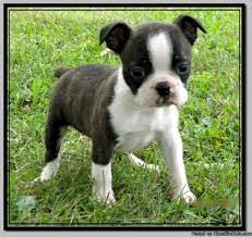 Ckc Toy Boston Terrier Puppies Ready To Go Price 300 00 For Boston Terrier Puppy Terrier Puppies Boston Terrier