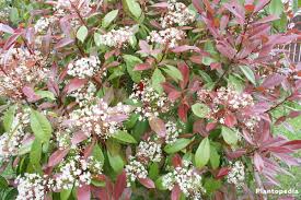 Photinia × fraseri is a large, hybrid (p. Red Tip Photinia Photinia Fraseri Red Robin Hedge How To Care Prune Plantopedia