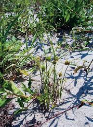 Image result for Cyperus trigonellus