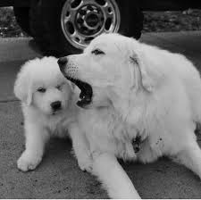 Black And White Great Pyrenees My Babies Samson And Delilah Great Pyrenees Are Truly The Best Breed In My Book Great Pyrenees Great Pyrenees Dog Livestock Guardian Dog