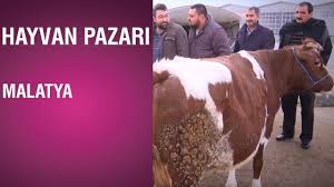 Balıkesir hayvan pazarı | hayvan pazarı, hayvancılık, hayvan fiyatları. Hayvan Pazari Simental Inek Fiyati Malatya Youtube