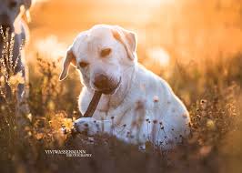 No wonder we love dogs so much! 17 Hundefoto Ideen Inspirationen Traumfotografen De