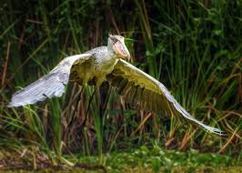 38 Shoebill Stork Facts (Yes, They're Real!) Balaeniceps rex |  JustBirding.com