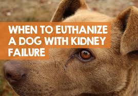 Controversially, some people nowadays look for ways to euthanize their pets at home without a vet. When To Euthanize A Dog With Kidney Failure Disease Right Time