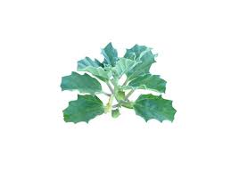 Image result for Pedalium