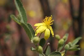 Image result for Grewia flavescens