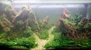 This video will teach you how to get rid of green hair. That Green Slime Algae In Your Aquarium How To Remove Blue Green Alg Aquapros